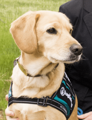 A dog wearing a harness and collar.