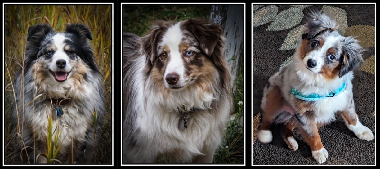 Three pictures of dogs with different colors and markings.